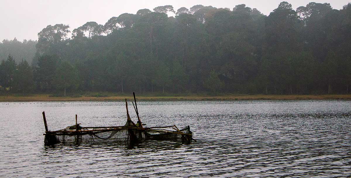 La Cronista del Bosque